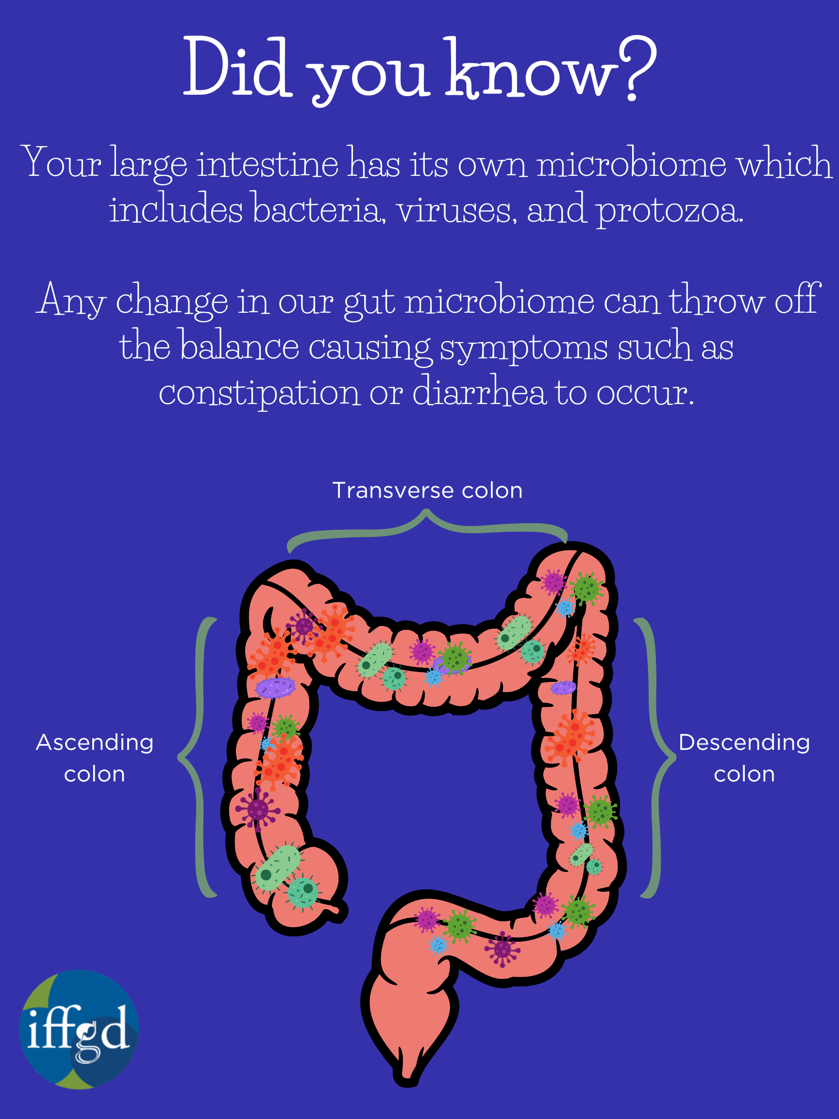 Large Intestine GI Motility 