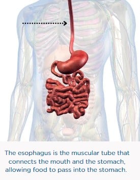 esophagus and stomach